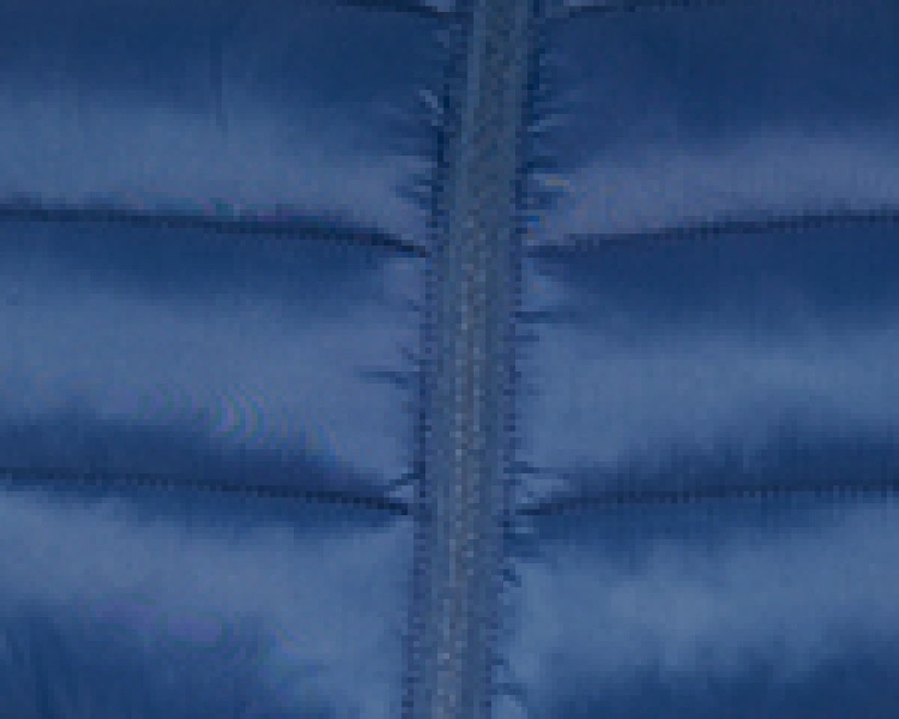 Куртка Jacket Mavi